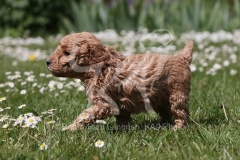 Poodle - Toy