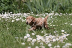 Poodle - Toy