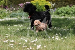 Poodle - Toy