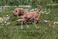 Poodle - Toy