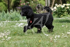 Poodle - Toy