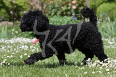Poodle - Toy