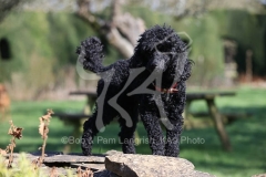 Poodle - Toy