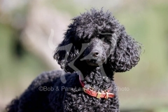 Poodle - Toy