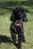Poodle - Toy