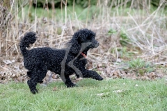 Poodle - Toy