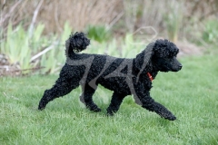 Poodle - Toy