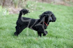 Poodle - Toy