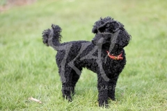 Poodle - Toy
