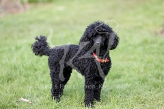 Poodle - Toy