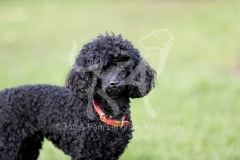 Poodle - Toy
