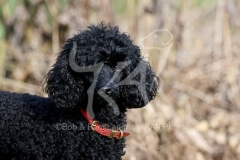 Poodle - Toy