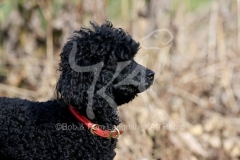 Poodle - Toy