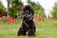 Poodle - Toy