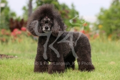 Poodle - Toy