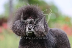 Poodle - Toy
