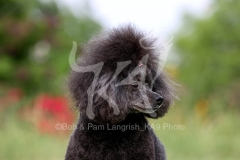 Poodle - Toy