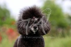 Poodle - Toy