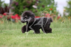 Poodle - Toy