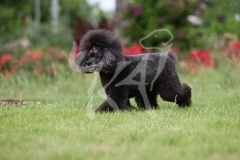 Poodle - Toy