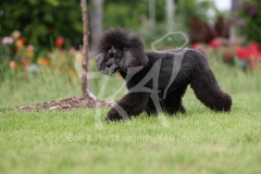 Poodle - Toy