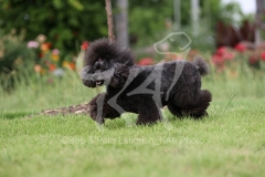 Poodle - Toy