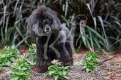 Poodle - Toy