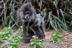 Poodle - Toy