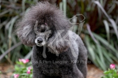 Poodle - Toy