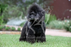 Poodle - Toy