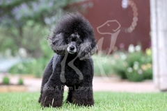 Poodle - Toy
