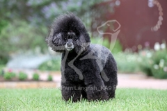 Poodle - Toy