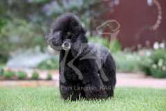 Poodle - Toy