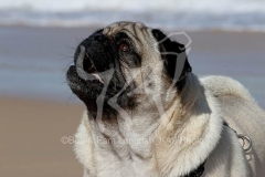 Pug