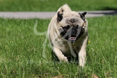 Pug