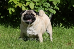 Pug