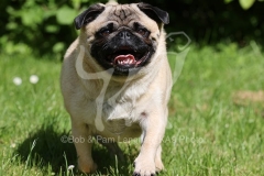 Pug