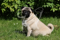 Pug