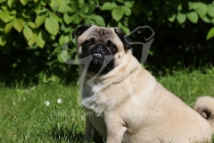 Pug
