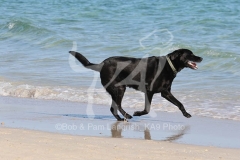 Retriever - Black Labrador