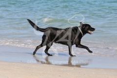 Retriever - Black Labrador