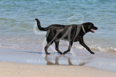 Retriever - Black Labrador