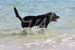 Retriever - Black Labrador