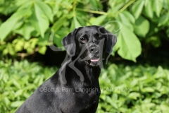 Retriever - Black Labrador