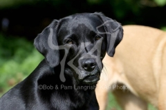 Retriever - Black Labrador