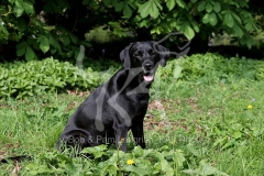 Retriever - Black Labrador
