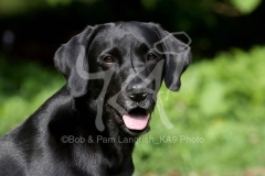 Retriever - Black Labrador