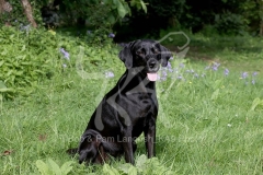 Retriever - Black Labrador