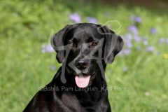 Retriever - Black Labrador