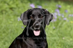 Retriever - Black Labrador